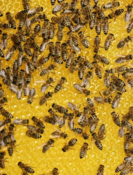 Fleißige Bienen auf der Wabe — Stockfoto