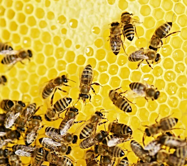 Çalışkan arılar petek üzerinde — Stok fotoğraf