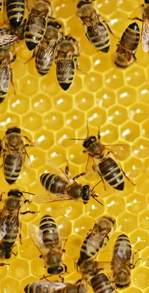 Flitiga bin på honeycomb — Stockfoto