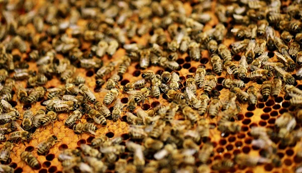 Abejas trabajadoras en panal —  Fotos de Stock