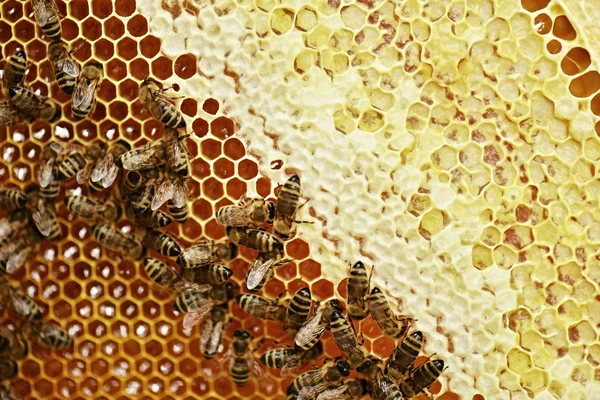 Abejas trabajadoras en panal — Foto de Stock