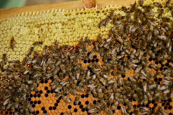 Abelhas trabalhadoras em favo de mel — Fotografia de Stock