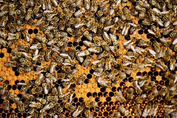 Flitiga bin på honeycomb — Stockfoto