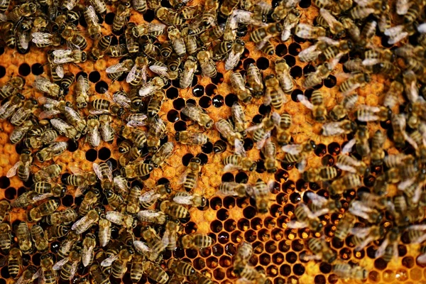 Hardworking bees on honeycomb — Stock Photo, Image