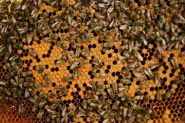 Hardworking bees on honeycomb — Stock Photo, Image