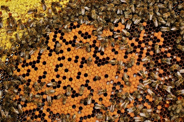 Hardworking bees on honeycomb — Stock Photo, Image