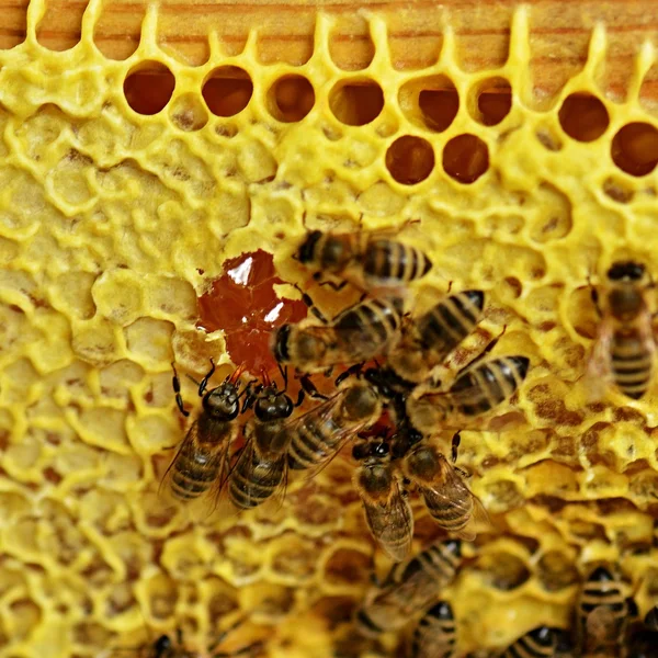 Pracowity pszczoły na plaster miodu — Zdjęcie stockowe