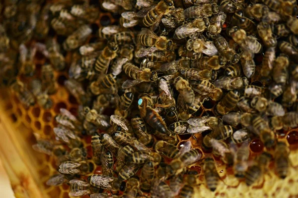 Flitiga bin på honeycomb — Stockfoto