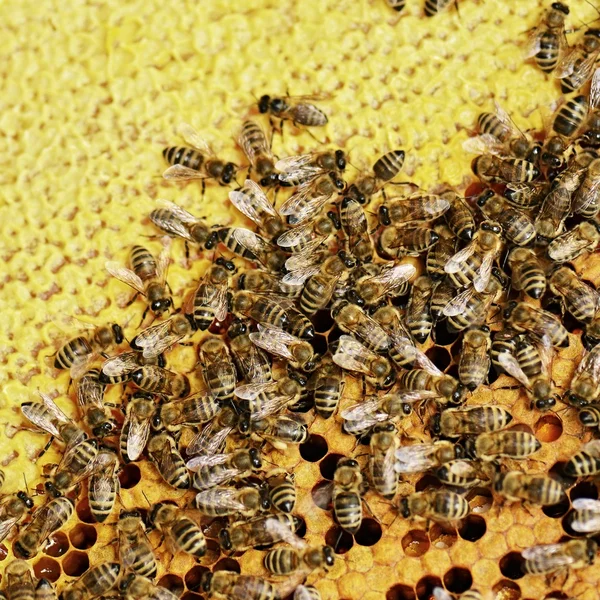 Flitiga bin på honeycomb — Stockfoto