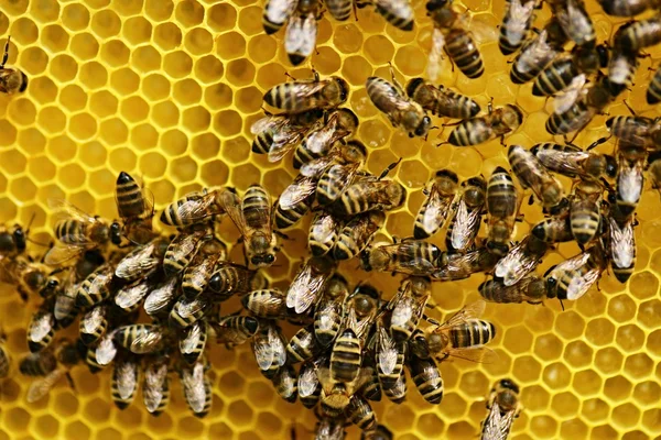 Abeilles laborieuses en nid d'abeille — Photo