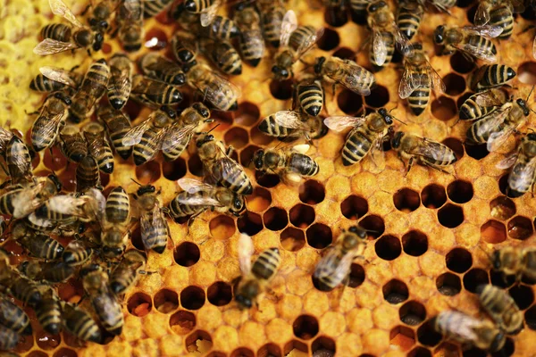 ハニカム上勤勉なミツバチ — ストック写真
