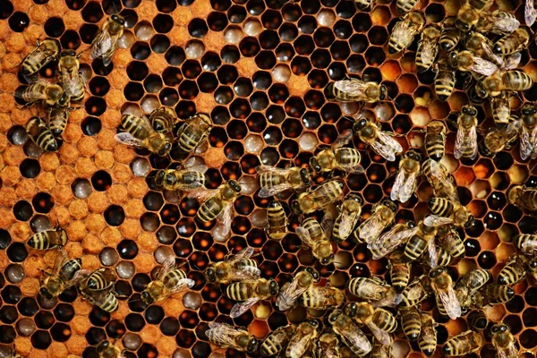 Szorgalmas méhek a méhsejt — Stock Fotó