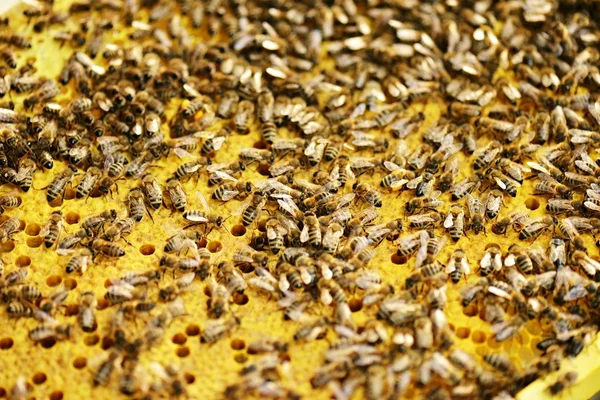 Flitiga bin på honeycomb — Stockfoto