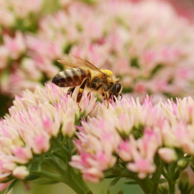 Pembe çiçekli arı