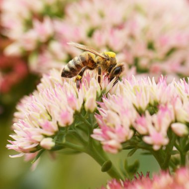 Pembe çiçekli arı