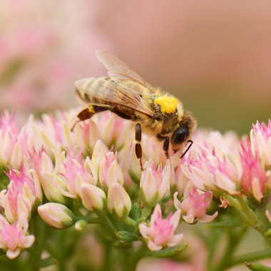 Pembe çiçekli arı