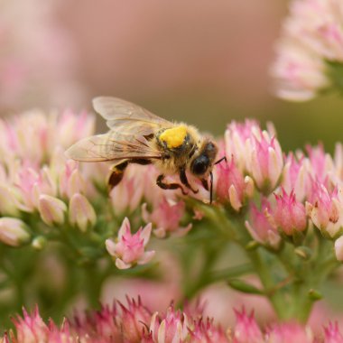 Pembe çiçekli arı