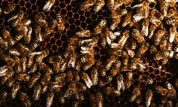 Abelhas trabalhadoras em favo de mel — Fotografia de Stock