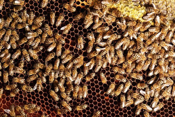 Flitiga bin på honeycomb — Stockfoto