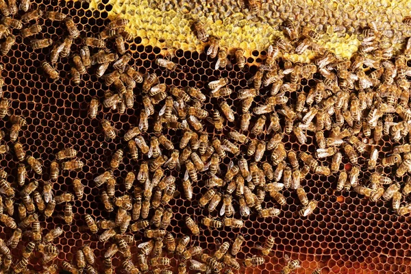 벌집에 근 면 한 꿀벌 — 스톡 사진