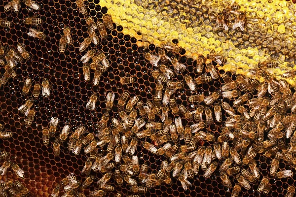 Flitiga bin på honeycomb — Stockfoto