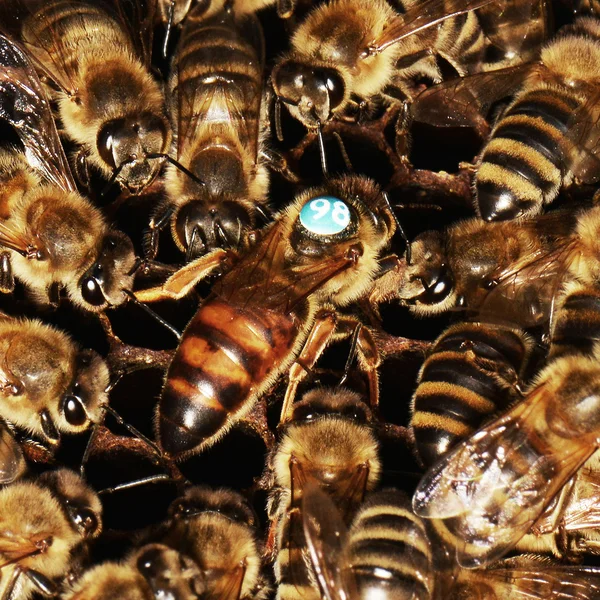 Abejas de trabajo en celdas de miel — Foto de Stock