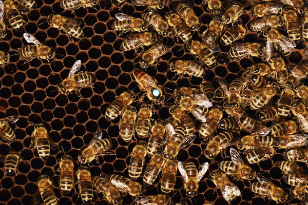 Abejas de trabajo en celdas de miel — Foto de Stock