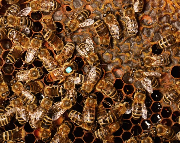 Abejas de trabajo en celdas de miel — Foto de Stock