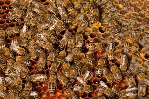 Abelhas trabalhadoras em favo de mel — Fotografia de Stock