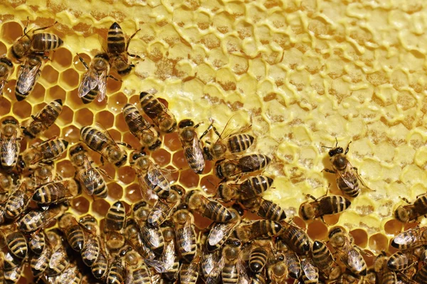 Abejas trabajadoras en panal —  Fotos de Stock