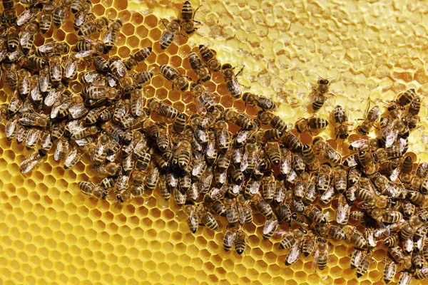 Çalışkan arılar petek üzerinde — Stok fotoğraf