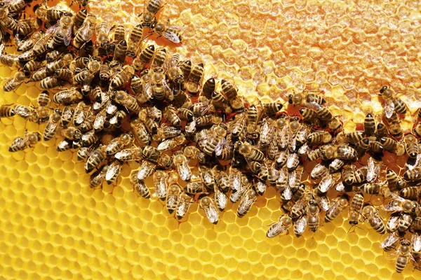 Abejas trabajadoras en panal — Foto de Stock