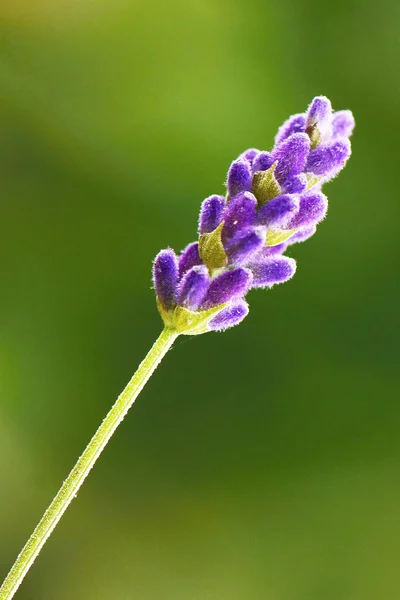 Flor de lavanda macro — Fotografia de Stock