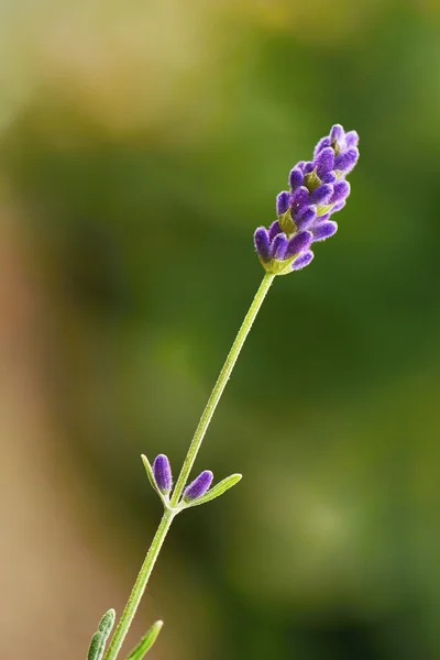 Makro levandulový květ — Stock fotografie