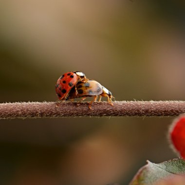 Dalı üzerinde iki ladybugs