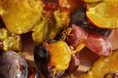 Wasp taze Erik üzerinde