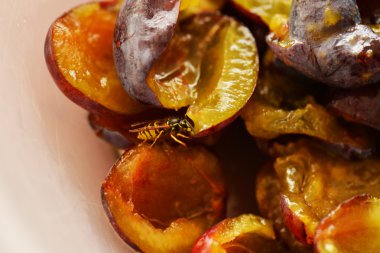 Wasp taze Erik üzerinde