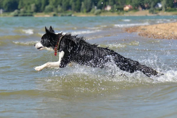 Sevimli köpek suda eğlenmek — Stok fotoğraf