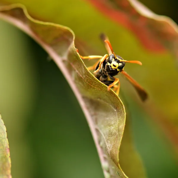 Wespe auf grünem Blatt — Stockfoto