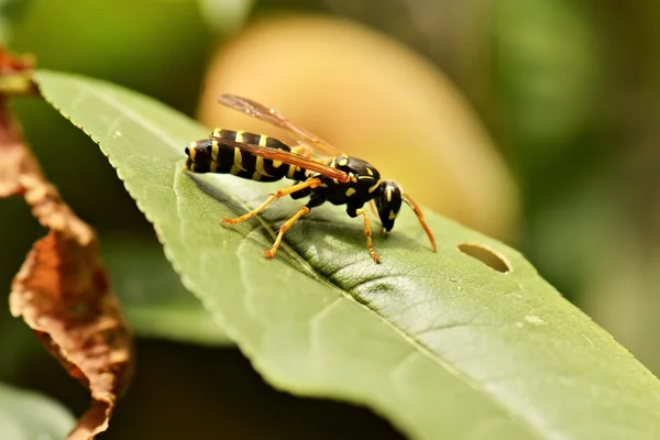 Wasp on green leaf — Stock Photo, Image