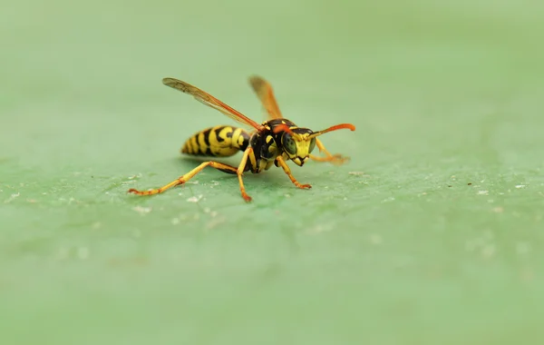 Wasp op groen blad — Stockfoto