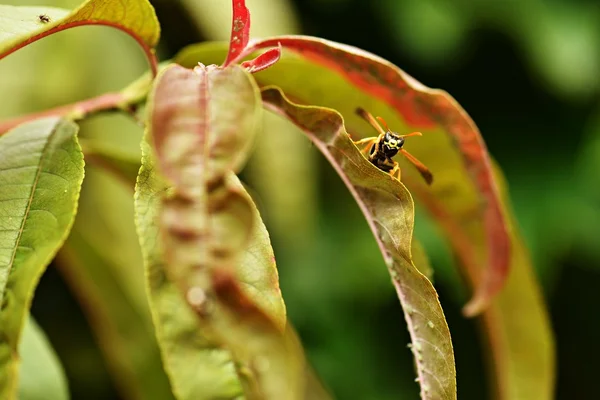 緑の葉に蜂 — ストック写真