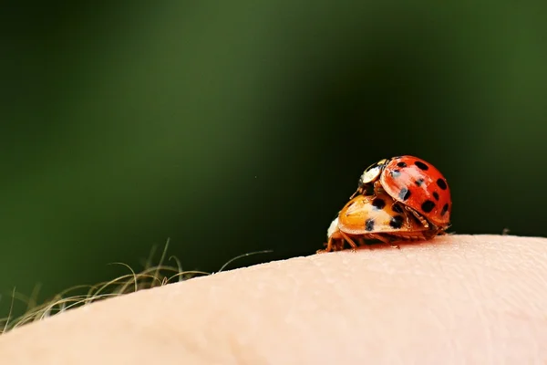 Deux coccinelles à portée de main — Photo