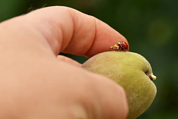 Two ladybugs on peach — Stock Photo, Image