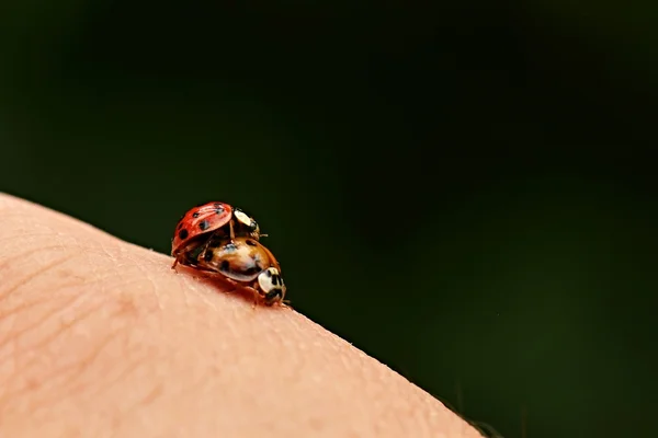 Yandan iki ladybugs — Stok fotoğraf