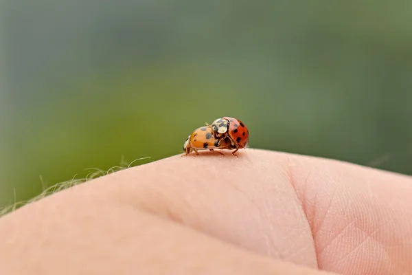 Zwei Marienkäfer an der Hand — Stockfoto