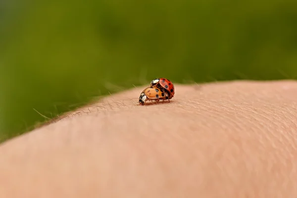 Two ladybugs on hand — Stock Photo, Image