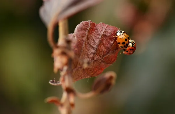 在叶子上的两个瓢虫 — 图库照片