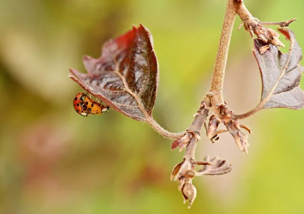 Yaprak üzerinde iki ladybugs — Stok fotoğraf