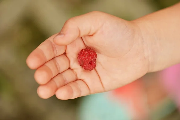 Olgun Kırmızı Ahududu — Stok fotoğraf